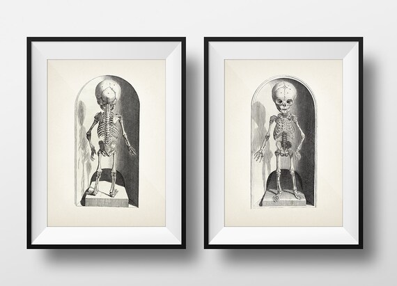 1685 Child Skeleton Pair - Scientific Anatomy Drawing - HU-01 HU