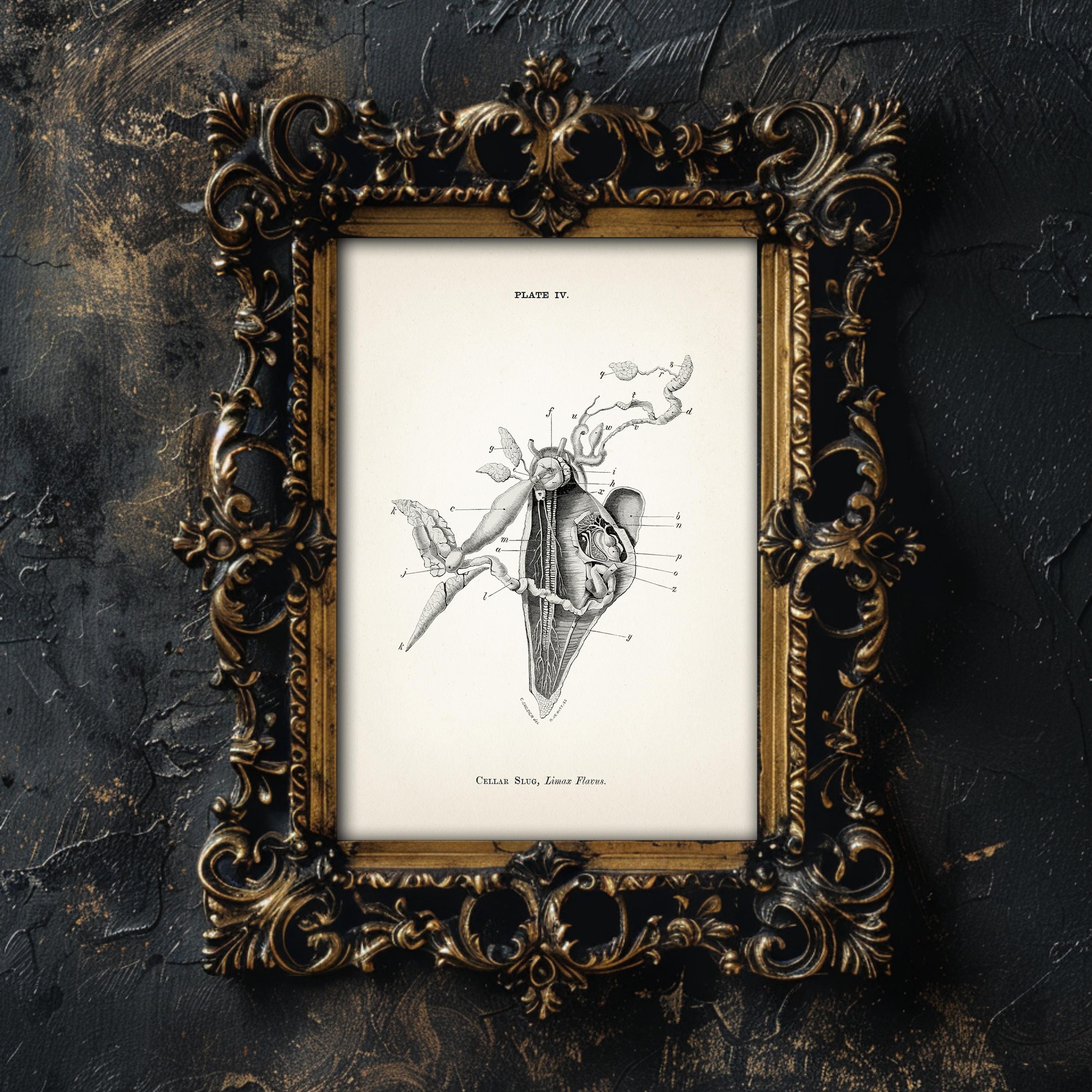 Cellar Slug Dissection Anatomy Diagram [1870] AN-19 - Fine Art Print of ...