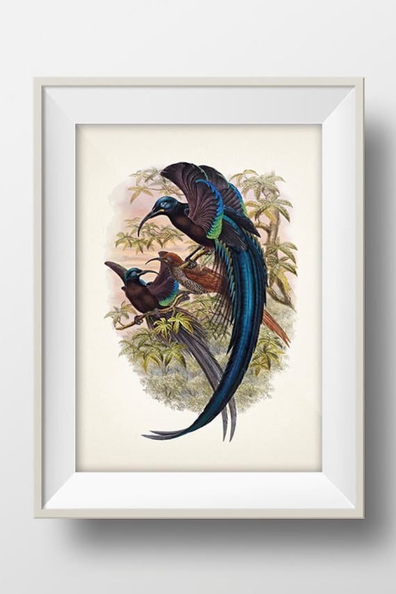 アート・デザイン・音楽 CLASSIC NATURAL HISTORY PRINTS BIRDS Classic Natural History Prints Birds, HCDJ Vintage 1990 1st