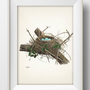 Robin Bird Nest - NE-01 - Rustic woodland fine art print of a vintage natural history academia illustration