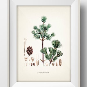 Tree (Pinus Parviflora) - TR-06 - Fine art print of a vintage natural history academia illustration.