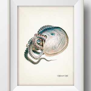 Greater Argonaut Octopus (1896) - OC-25 - Fine art print of a vintage natural history academia illustration