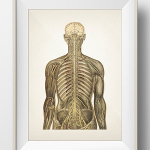Human Anatomy CIRCULATORY System Back View - HU-12 - Fine art prints of a vintage medical anatomical illustrations. Academia wall art