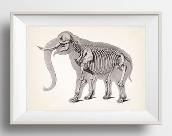 May include: Framed print featuring a detailed anatomical illustration of an elephant skeleton. The artwork is rendered in grayscale, showcasing the skeletal structure against a cream-colored background. The print is encased in a white frame.