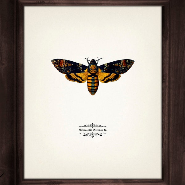 Death's Head Moth (Acherontia Atropos) : Fine art print of a vintage natural history academia illustration,  MO-21