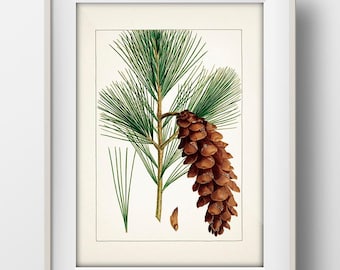 Eastern White Pine Tree (Pinus strobus) - TR-33 - Fine art print of a vintage natural history academia botanical illustration.