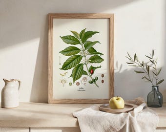 Vintage Coffee Print - KO-24 - Fine art prints of Kohler's vintage academia botanical illustration drawings