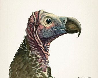 ビリヤードキューVULTURE Vulture (lappet-faced) - BI-12 - Avian Fine Art Print of a