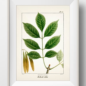 White Ash Tree (Fraxinus americana) - TR-28 - Fine art print of a vintage natural history academia botanical illustration.