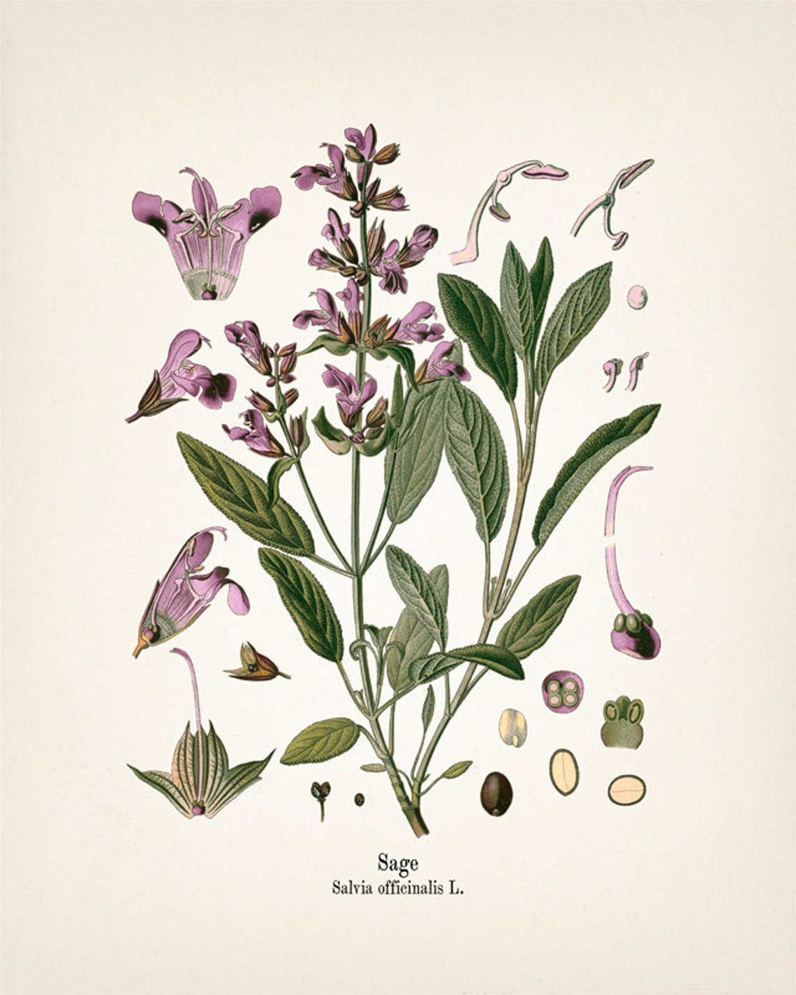 Herbs Vintage Print Kitchen Wall Art Set - Rosemary, Sage, Thyme ...