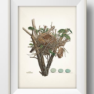 Cuckoo Bird Nest - NE-05 - Rustic woodland fine art print of a vintage natural history academia illustration. Cottagecore aesthetic wall art