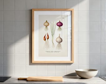 Könnte beinhalten: Ein gerahmter botanischer Druck mit detaillierten Illustrationen verschiedener Zwiebelsorten, darunter rote, weiße und gelbe Zwiebeln, mit ihren Wurzeln und grünen Stängeln. Das Kunstwerk ist vor einem neutralen Hintergrund in hellem Holz gerahmt und in einer Küche ausgestellt.
