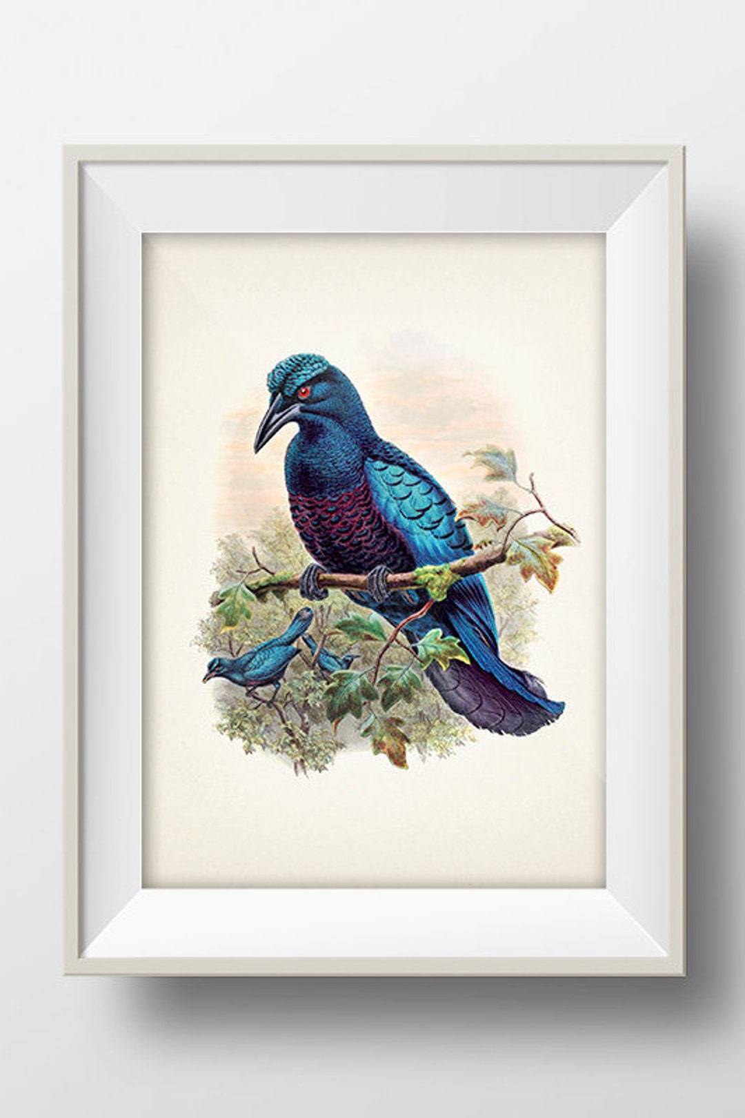 Curl Crested Manucode Bird of Paradise (manucodia Comrii) - BP-05 ...