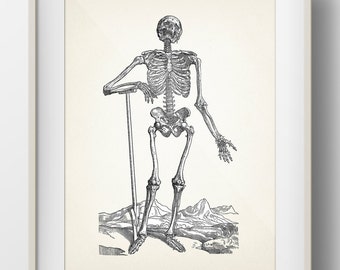 Skeleton Engraving 1 [1543] Scientific Anatomy Drawing - HU-18-28 Fine art print of a vintage natural history dark academia illustration