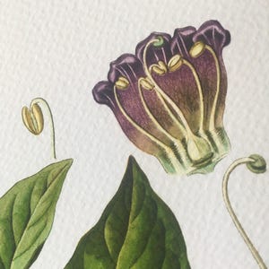 a close-up view of a purple flower with green leaves, as well as a close-up view of a green leaf.
