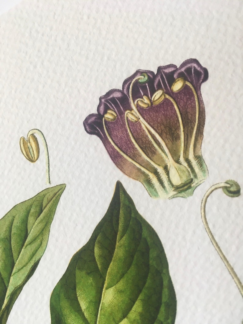 a close-up view of a purple flower with green leaves, as well as a close-up view of a green leaf.