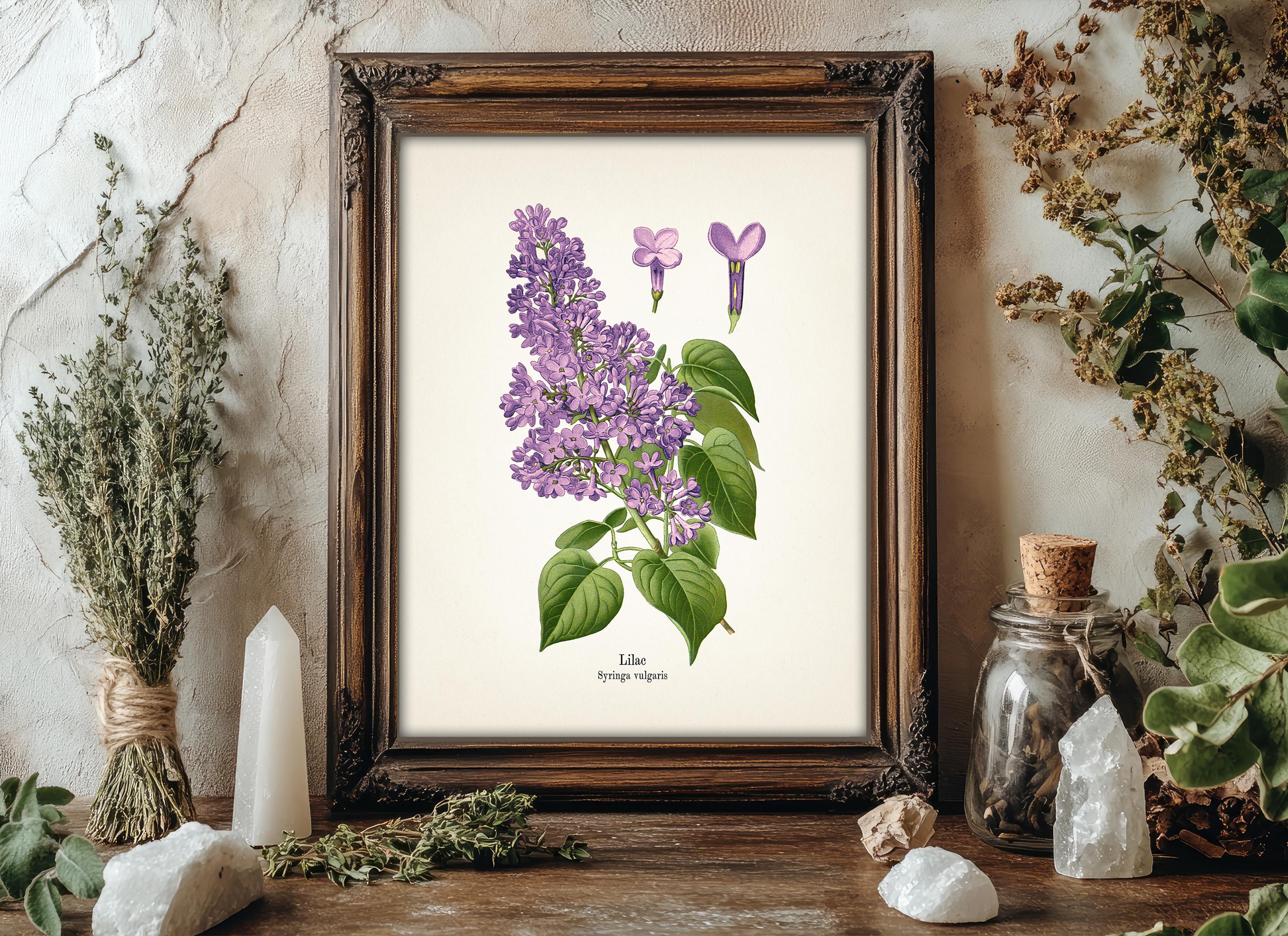 希少 直筆サイン入り ライラック LILAC Vintage Lilac Drawing Print (Syringa vulgaris) FL-30 - Fine art