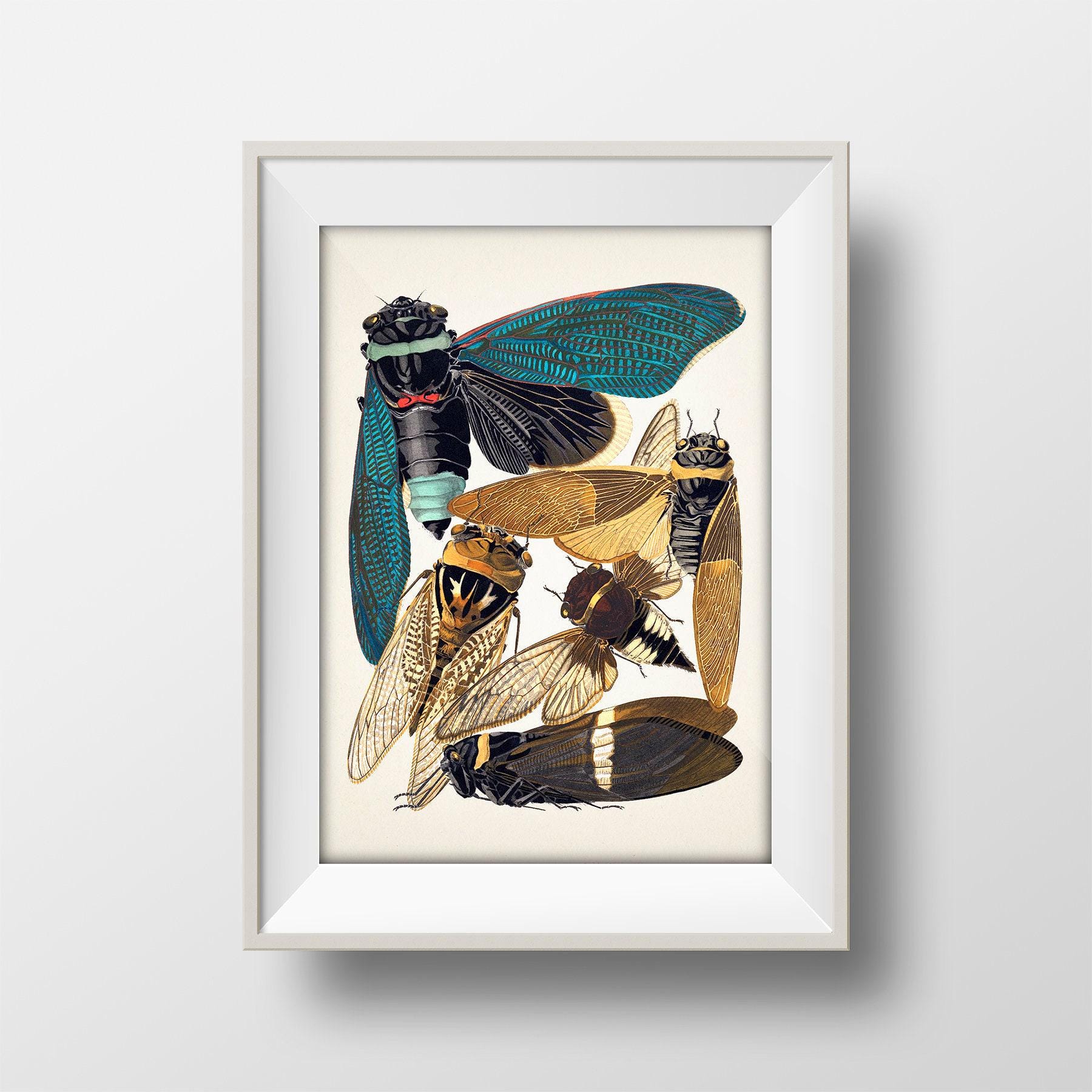 Insects No. 01 [1926] Insectes - IN-41 - Fine Art Print of a Vintage ...