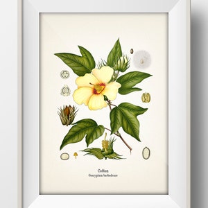 Cotton Botanical Illustration Print - KO-74 - Fine art print of vintage agricultural crop plants. American South