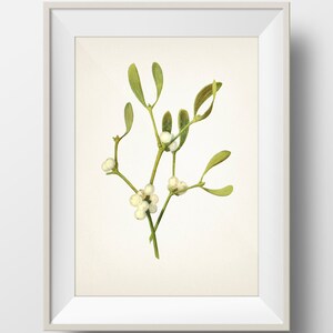 Mistletoe Plant Christmas Botanical Print - Holiday Wall Art - WITHOUT plant name on print - PL-05