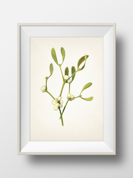 Mistletoe Plant Christmas Botanical Print - Holiday Wall Art