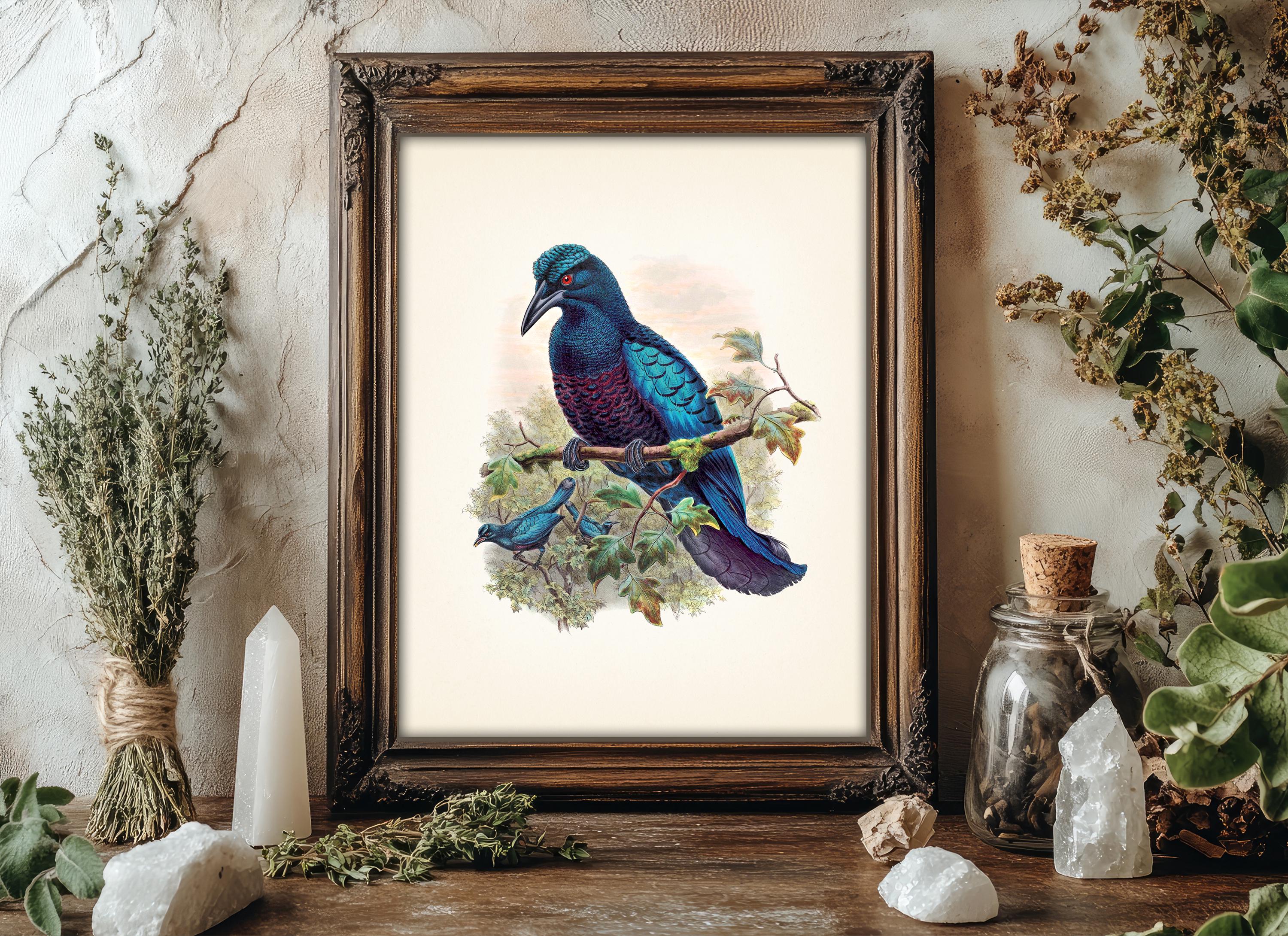 Curl Crested Manucode Bird of Paradise (manucodia Comrii) - BP-05 ...