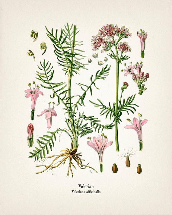 Valerian - Valeriana Officinalis - KO-32 - Fine Art Prints of