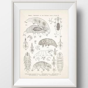 Tardigrade (Water Bear) Anatomy Specimens PLATE 3 - SC-20-24 - Fine art print of a vintage natural history academia illustration