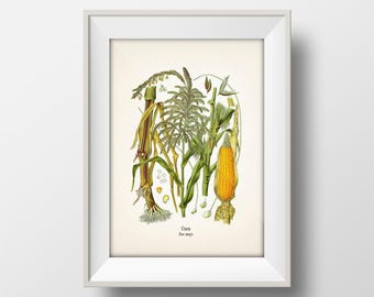 Corn, Maize - Zea mays - KO-57 - Fine art prints of Kohler's vintage academia botanical illustration drawings