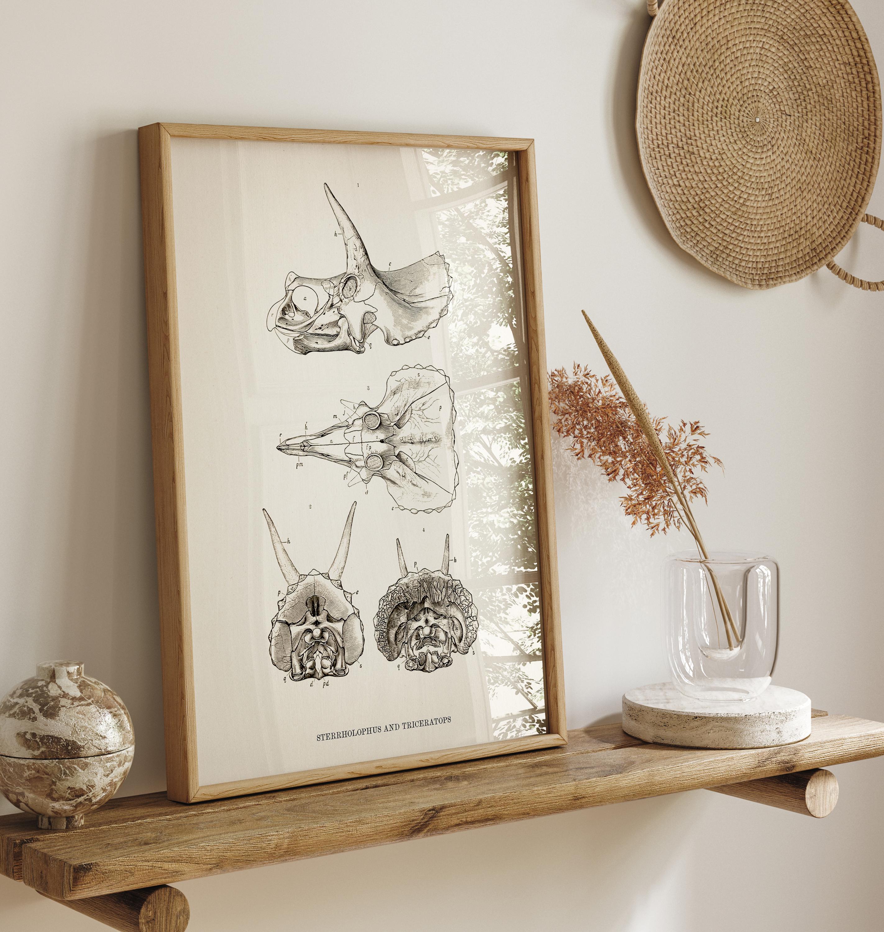 Triceratops and Sterrholopus Skulls- DI-02 - Fine Art Print of a
