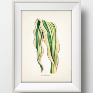 Plant Leaf Wall Art No. 17: ZEA JAPONICA Candy Striped Corn [Lf-17] Fine art print of a vintage academia gallery wall botanical illustration