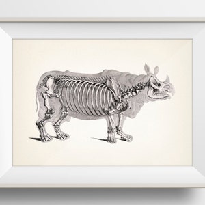 Rhinoceros Skeleton - AN-30 - Fine art print of a vintage natural history academia illustration