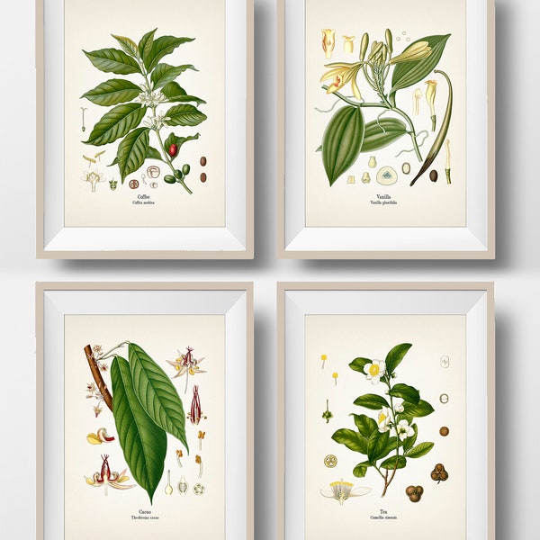 Cafe Collection - Coffee, Tea, Chocolate, Vanilla - Vintage Kitchen Wall Art Print Set - Fine art prints of Kohler's botanical illustrations