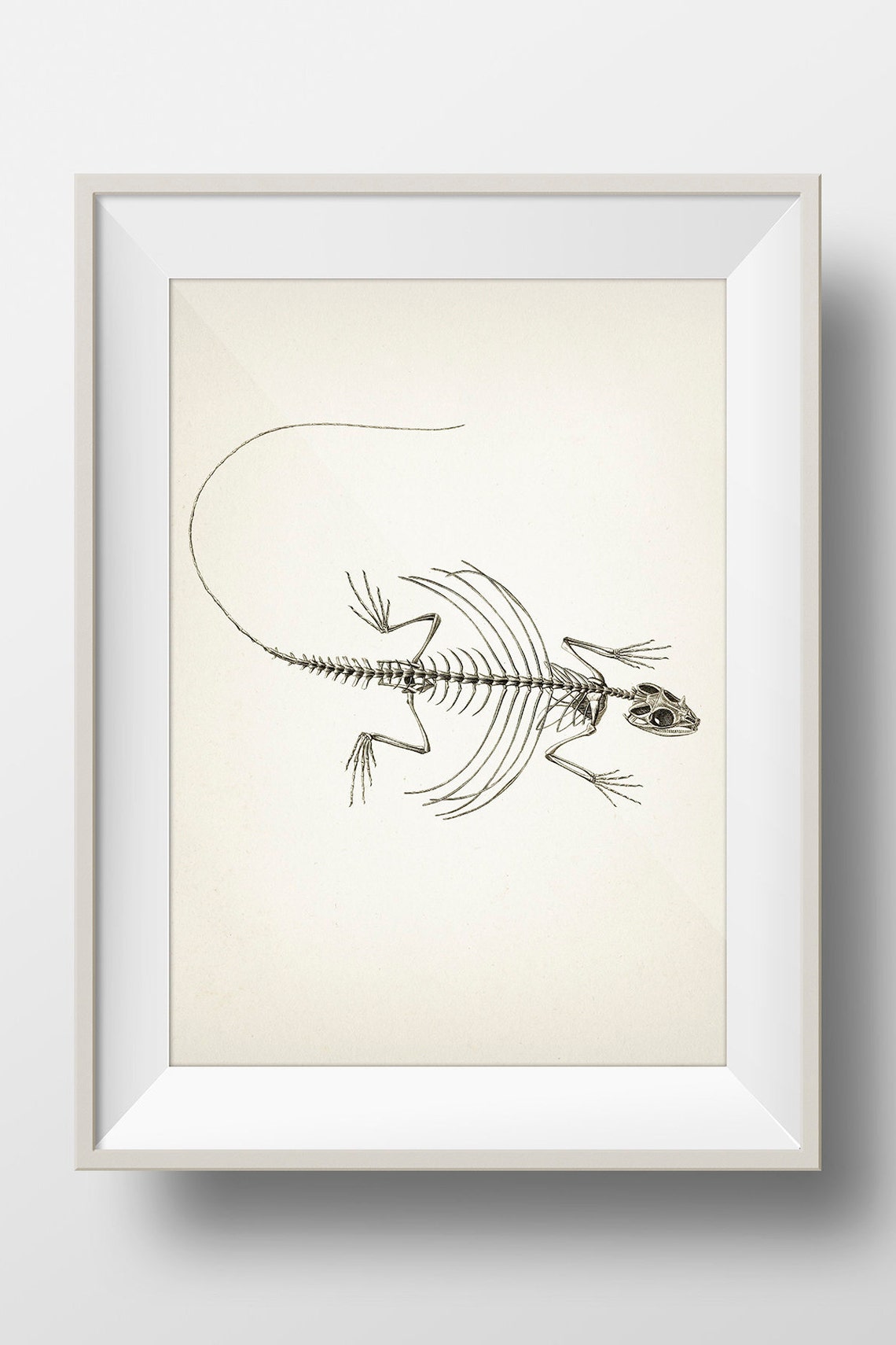 Bearded Dragon Skeleton AN-04 Fine Art Print of a Vintage | Etsy