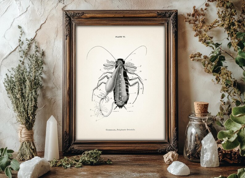 Cockroach Dissection Anatomy Diagram [1870] AN-17 - Fine Art Print of a ...