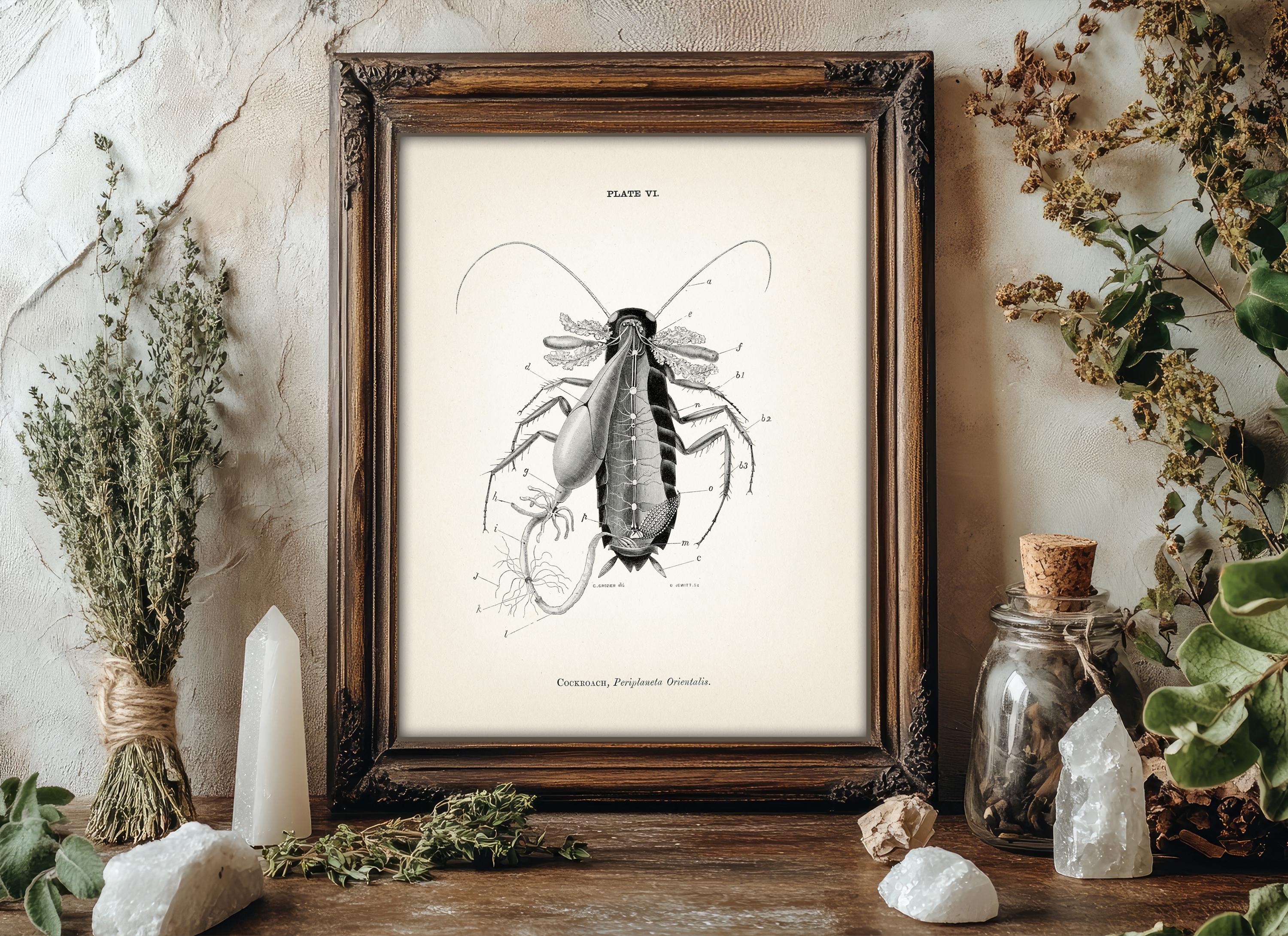Cockroach Dissection Anatomy Diagram [1870] AN-17 - Fine Art Print of a ...