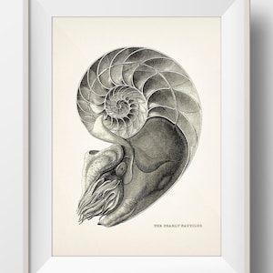 Nautilus Anatomy - AN-09 - Fine art print of a vintage natural history academia illustration