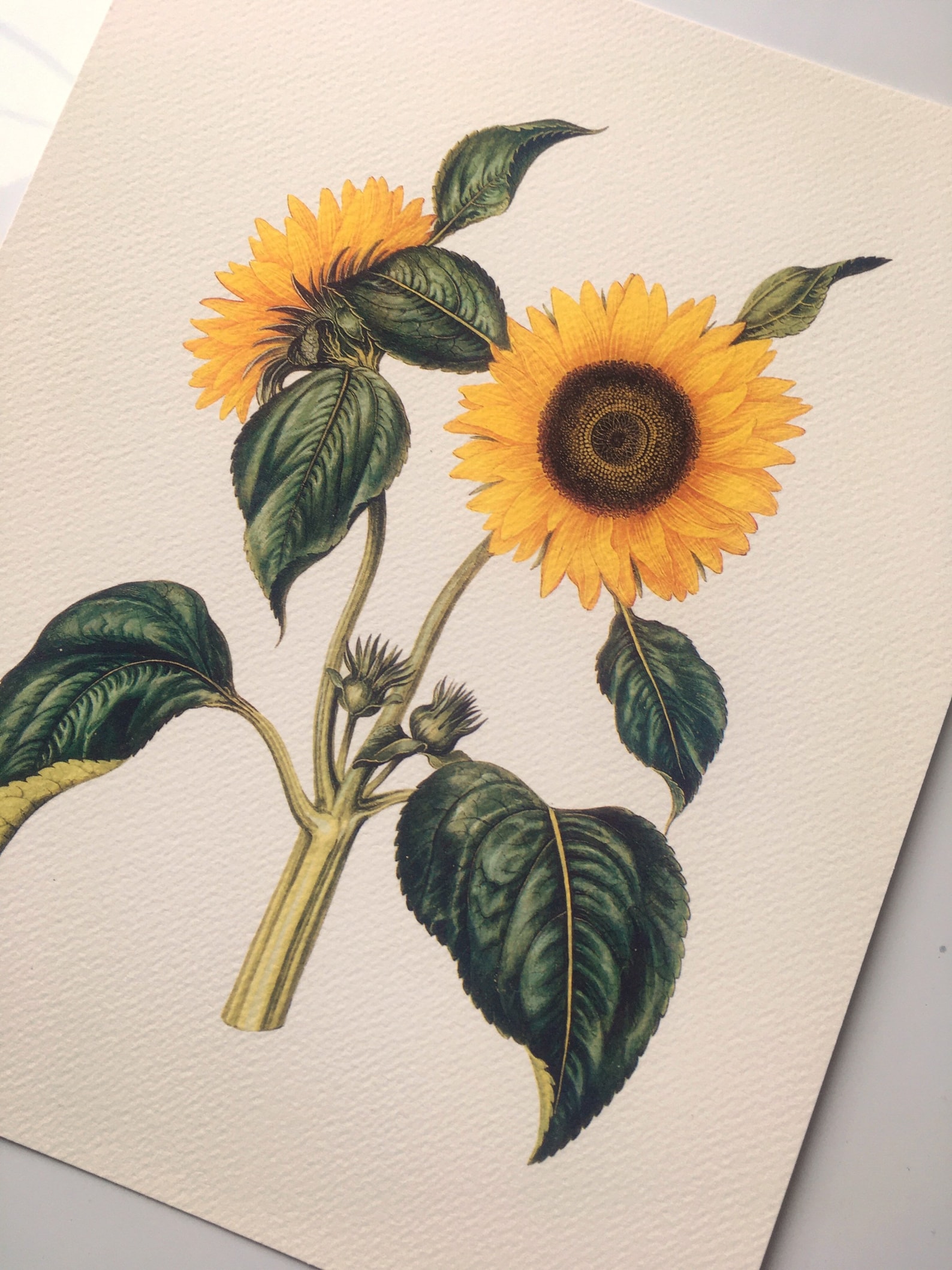 Sunflower #2 (helianthus Annuus) - Fine Art Print of a Vintage Natural ...