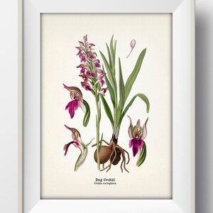 Bug Orchid (Orchis coriophora) 1899 - FL-55 -  Fine art print of a vintage natural history academia botanical illustration