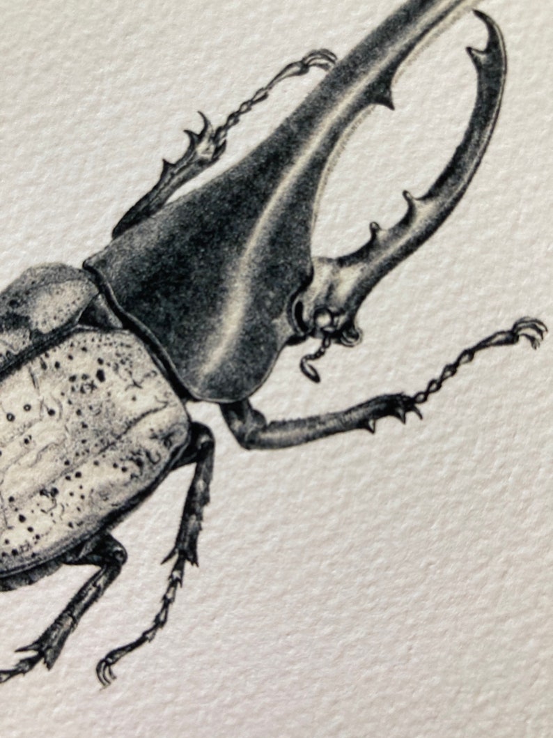 Hercules Beetle Drawing Fine Art Print of a Vintage Natural Etsy