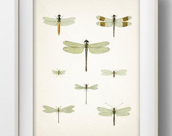 Dragonfly Drawing : Fine art print of a vintage natural history academia illustration,  IN-01