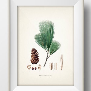 Tree (Pinus Koraiensis) - TR-04 - Fine art print of a vintage natural history academia illustration.