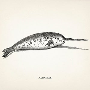 Narwhal : Monster Series - OE-32 - Fine art print of a vintage natural history academia scientific illustration. Oddities style wall art