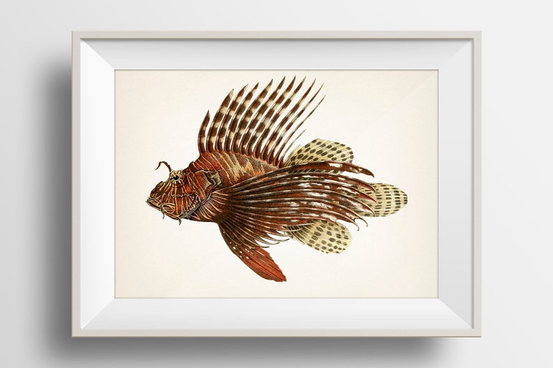 Red Lionfish Drawing