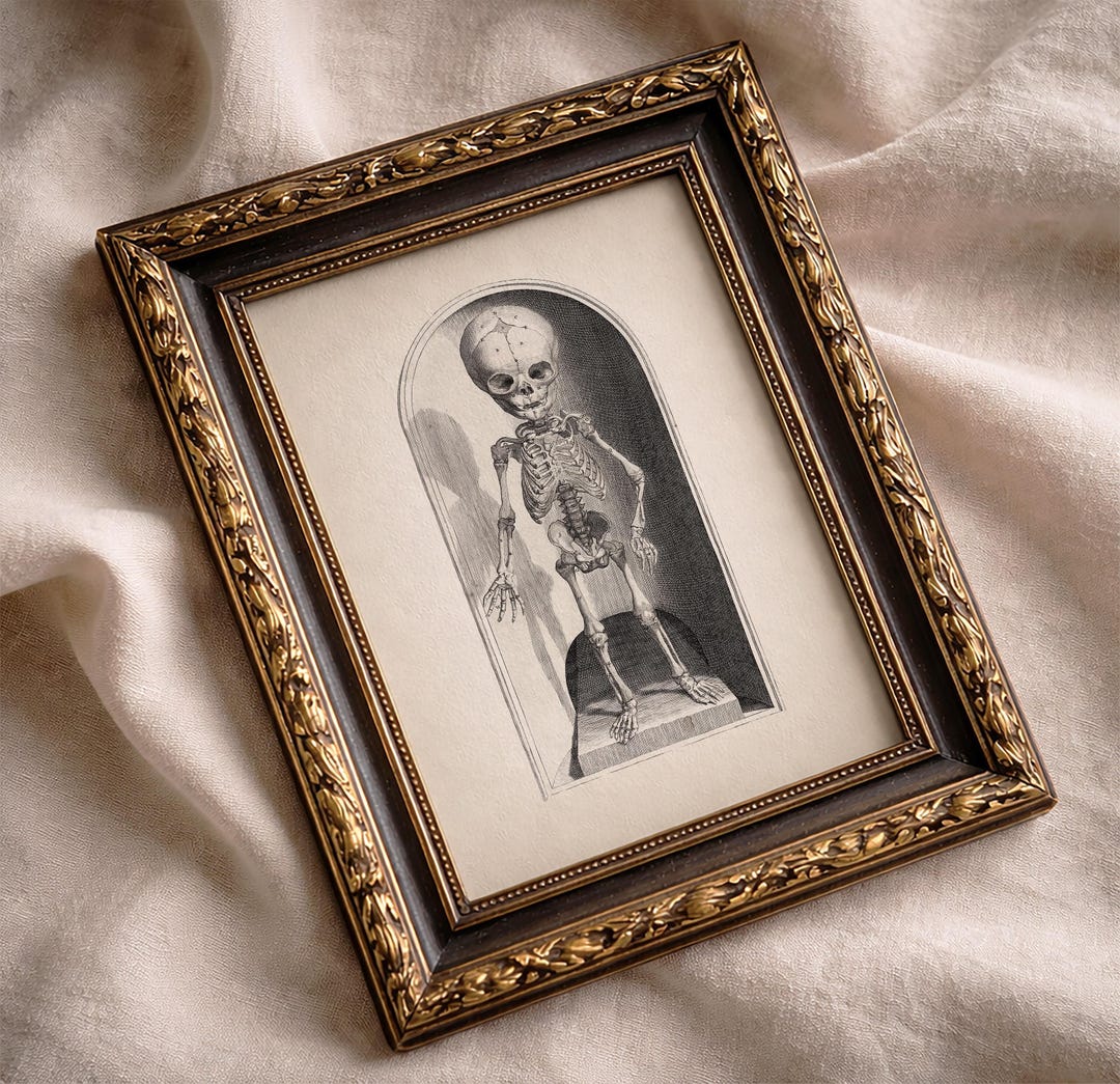 1685 Child Skeleton Front - Scientific Anatomy Drawing - HU-01