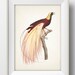 see more listings in the Birds of Paradise section
