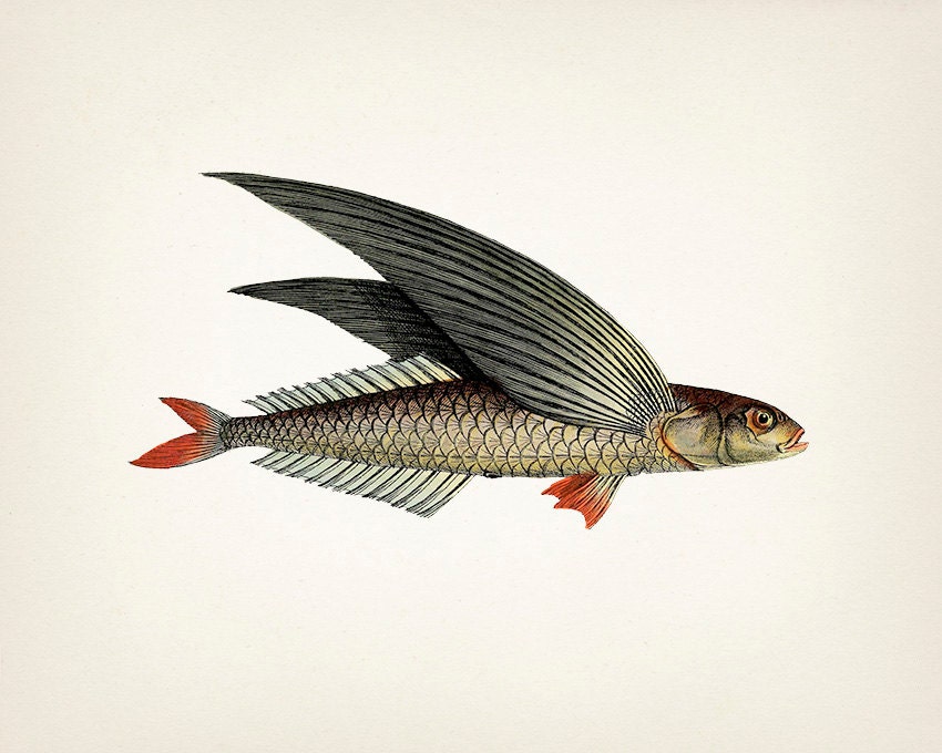 Unique 1801 Flying Fish Drawing Fine Art Print of a Vintage