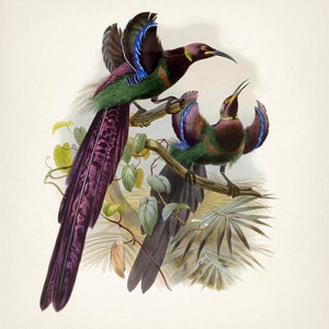 Elliot's Bird of Paradise BP-07 Fine art print of a vintage natural history academia illustration. Cottagecore aesthetic wall art image 2