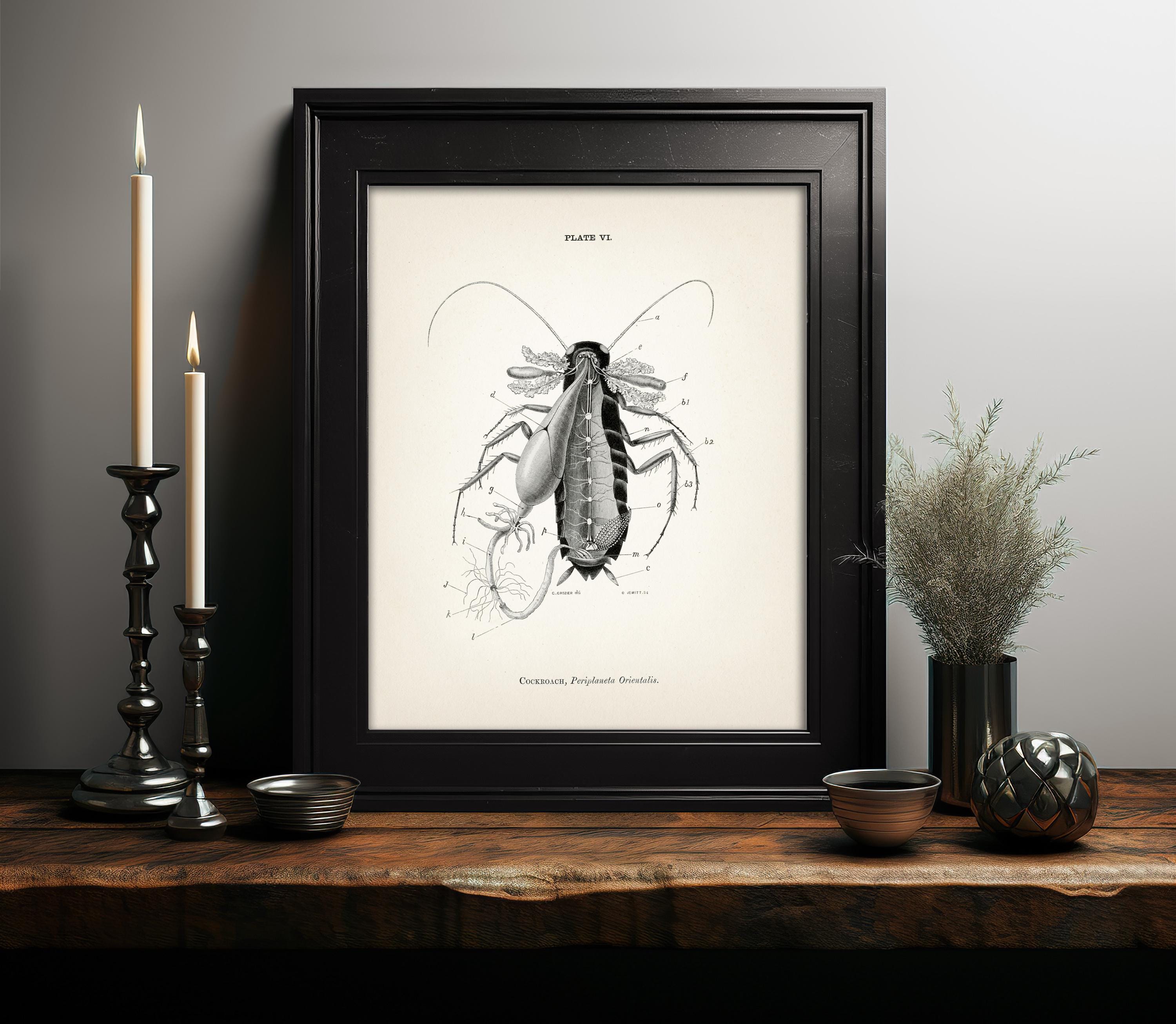 Cockroach Dissection Anatomy Diagram [1870] AN-17 - Fine Art Print of a ...