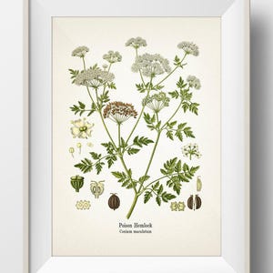 Poison Hemlock - Conium maculatum - Fine art prints of Kohler's vintage academia botanical illustration drawings image 1